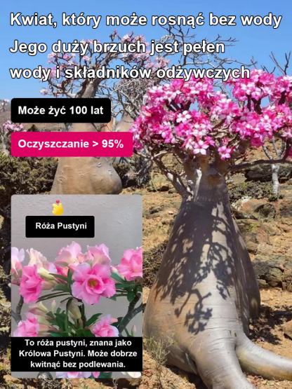 【Żyj 100 lat w wodzie】 Cebule róży pustynnej🏡 Pustynna Róża – Twój Ogród Bez Wysiłku!