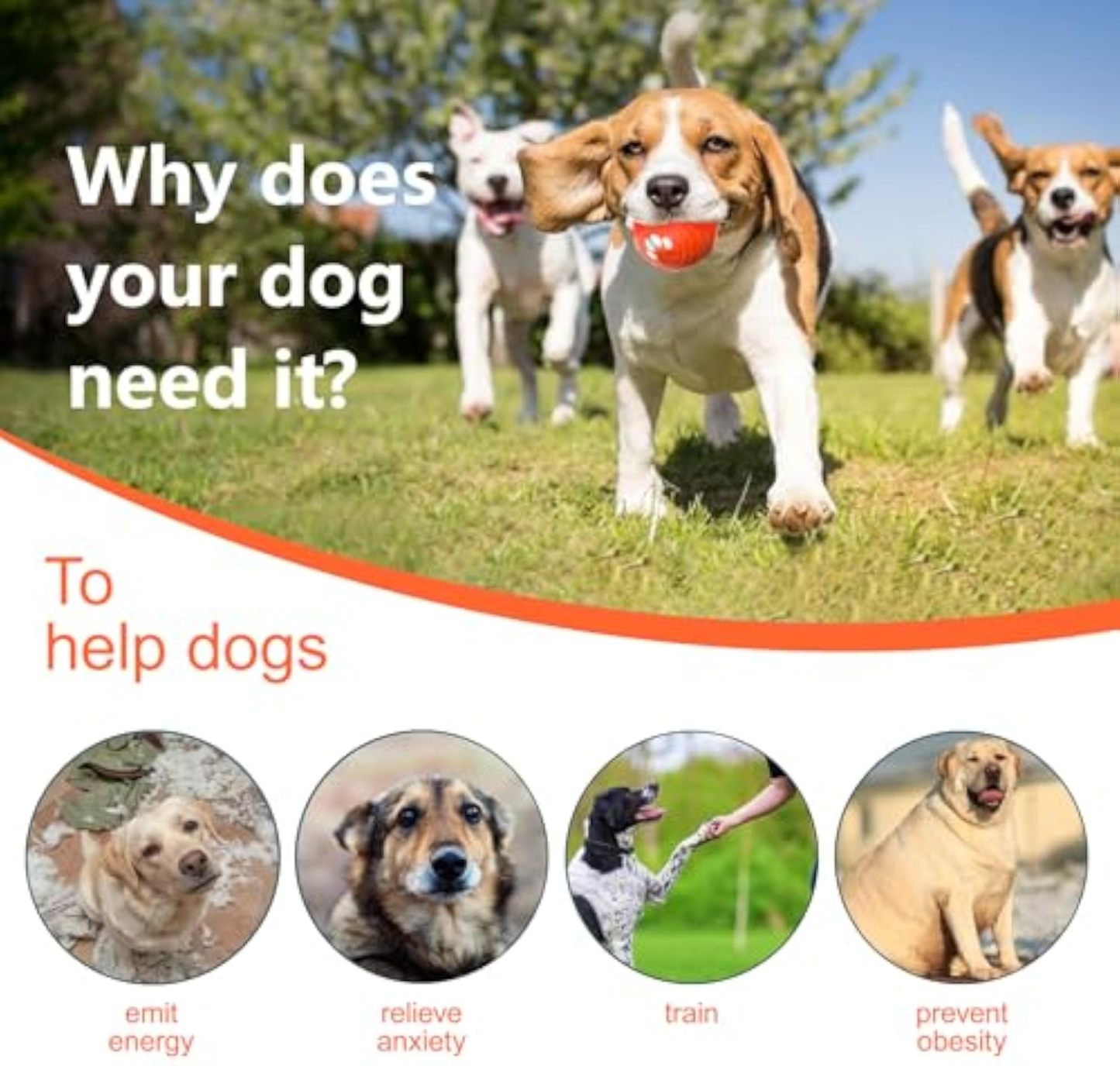 Interactive Dog Ball