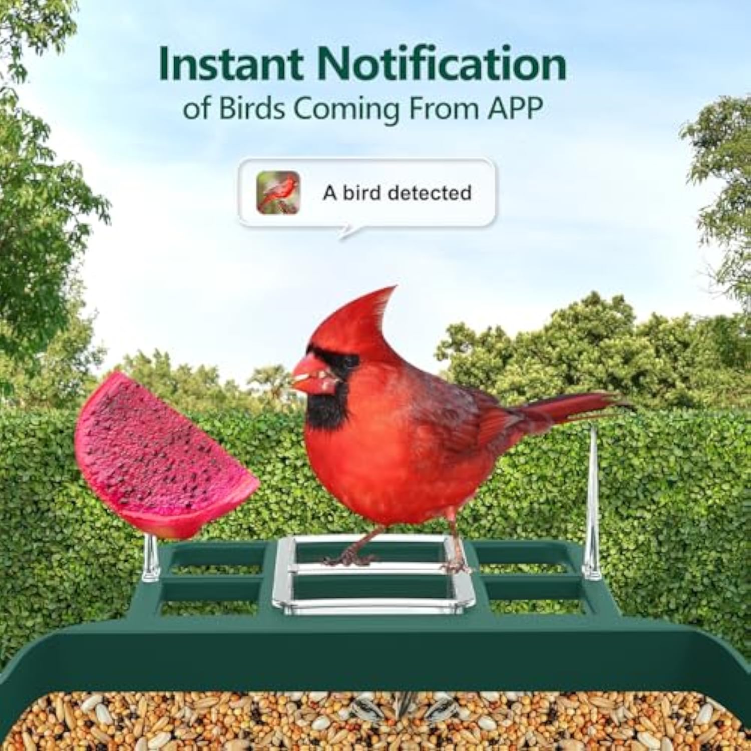 Bird Feeder with Camera