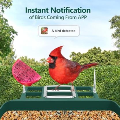 Bird Feeder with Camera