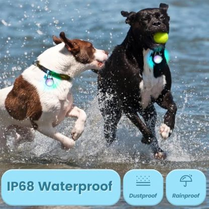 2Pack Dog Lights for Night Walking Dog