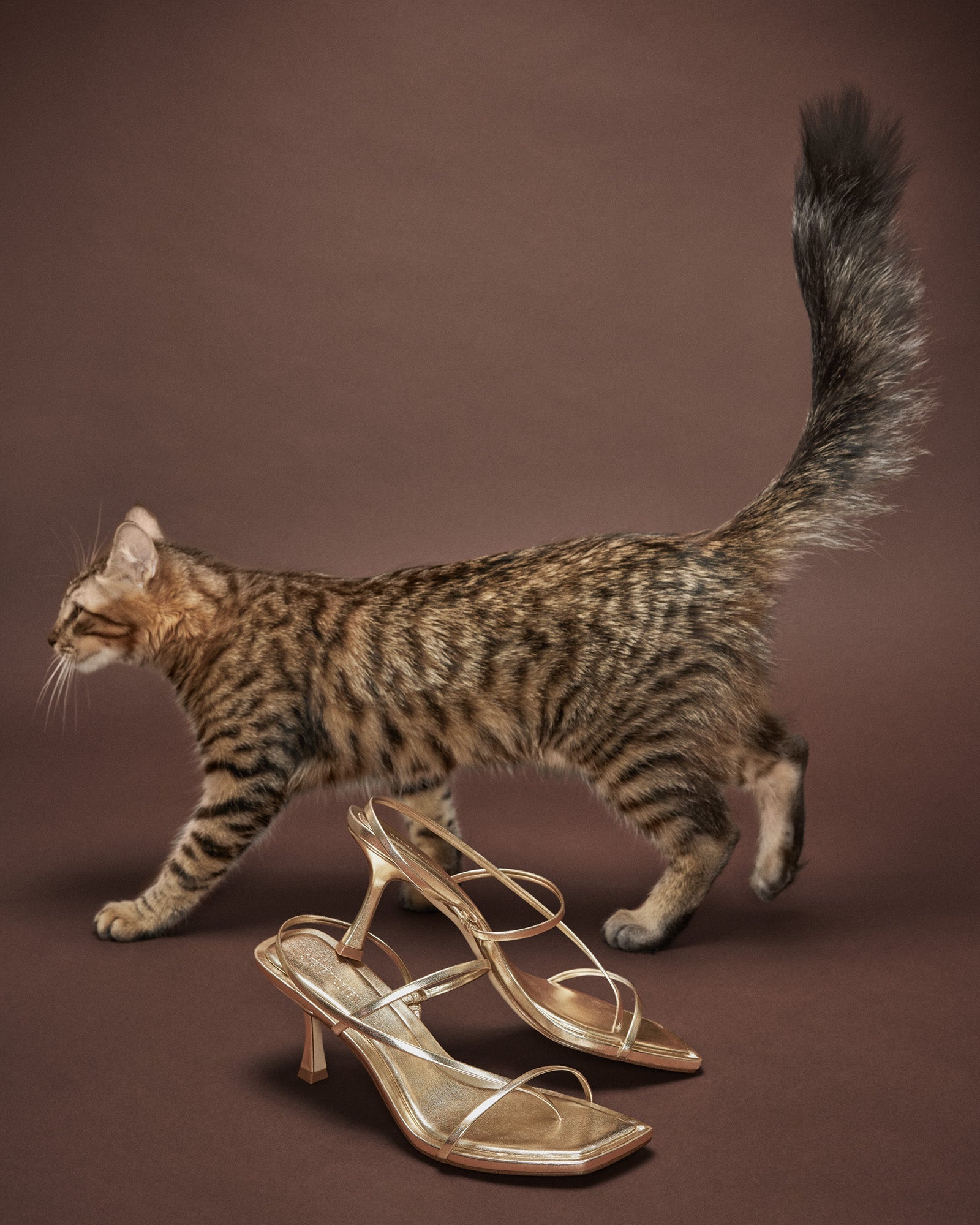 LOCKE CHAMPAGNE - SM REBOOTED-Cool A Warm