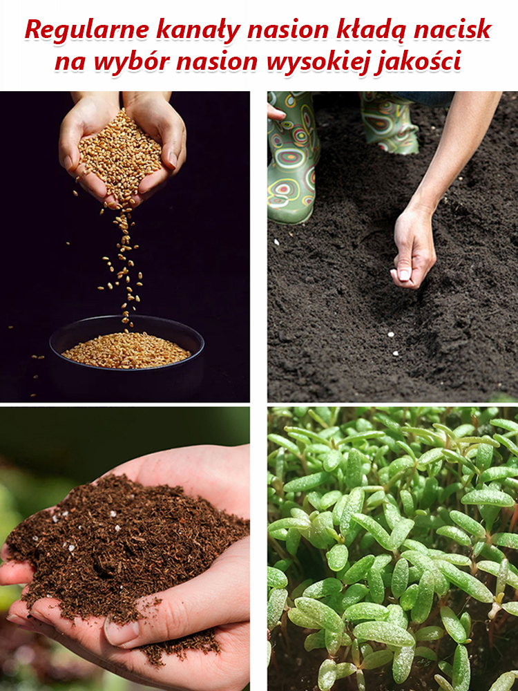 Całoroczne kwitnienie nasiona róż pnących🌸 Kwitnie przez cały rok – balkon i ogród zamienia w morze kwiatów🧗‍♀️ Naturalne pnącze – cała ściana staje się obrazem