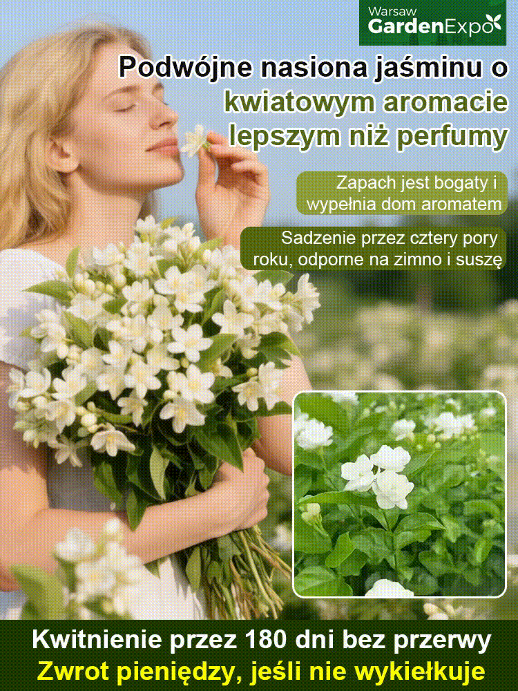 🏆 Nowa odmiana z Instytutu Rolniczego – mrozoodporna, kwitnie przez cały rok👃 Pachnie lepiej niż perfumy – wypełnia dom zapachem na cały dzień🌱 Wieloletni jaśmin pełny – łatwy w uprawie na balkonie