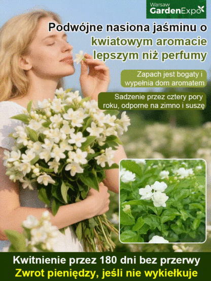 🏆 Nowa odmiana z Instytutu Rolniczego – mrozoodporna, kwitnie przez cały rok👃 Pachnie lepiej niż perfumy – wypełnia dom zapachem na cały dzień🌱 Wieloletni jaśmin pełny – łatwy w uprawie na balkonie