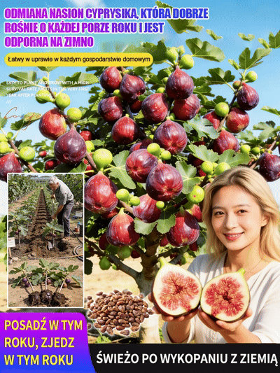 Przetrwają nawet polską zimę! Mrozoodporna odmiana figi, która owocuje przez cały rok ❄️💜Fioletowe klejnoty na wyciągnięcie ręki! Twoja domowa apteka i duma ogrodu w jednym 🇵🇱🍓Wyhoduj własne, soczyste owoce w ogrodzie 🌿🍯