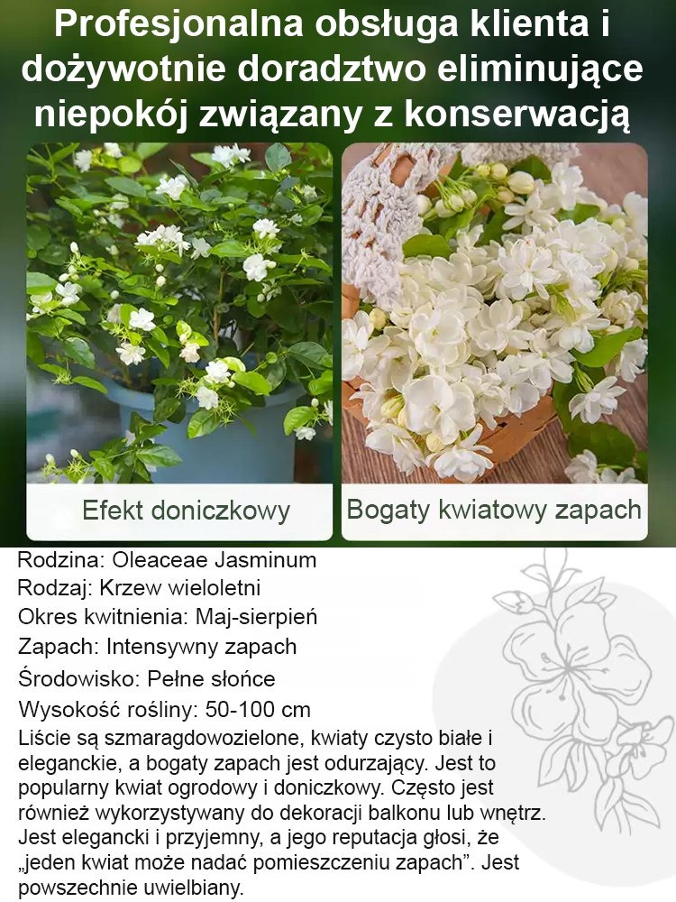 🏆 Nowa odmiana z Instytutu Rolniczego – mrozoodporna, kwitnie przez cały rok👃 Pachnie lepiej niż perfumy – wypełnia dom zapachem na cały dzień🌱 Wieloletni jaśmin pełny – łatwy w uprawie na balkonie