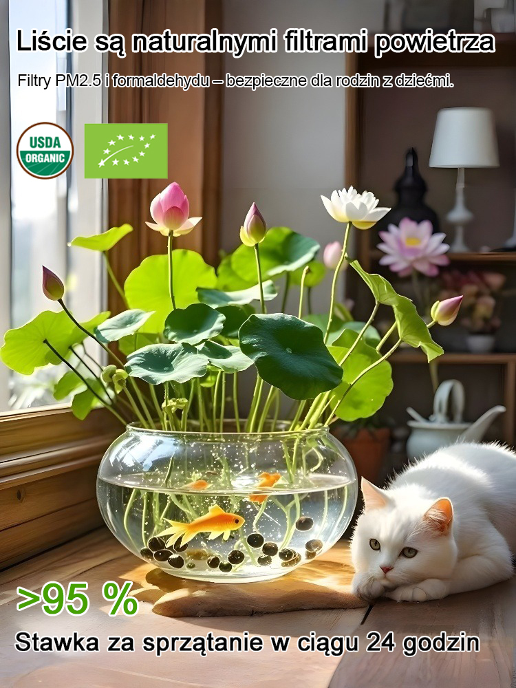 🏆 Nasiona nagrodzone złotym medalem w konkursie bonsai; nawet początkujący mogą wyhodować wspaniałe kwiaty lotosu.💧 Czysta uprawa w wodzie – przynosi szczęście i bogactwo do domu🌿 Hitem wśród ogrodników – idealny na prezent i do własnej kolekcji