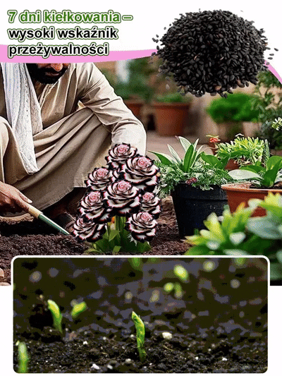 🔥Kup 1, otrzymaj 1 gratis🔥Róże, których sąsiad jeszcze nie widział! Wyhoduj własne dzieło sztuki 🎨Koniec z nudnym ogrodem! Rzadkie odmiany, które odmienią Twoją przestrzeń ✨400 rzadkich nasion za 119 zł! Twój balkon jak z okładki magazynu 🏡