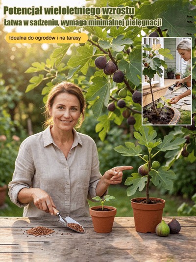 Przetrwają nawet polską zimę! Mrozoodporna odmiana figi, która owocuje przez cały rok ❄️💜Fioletowe klejnoty na wyciągnięcie ręki! Twoja domowa apteka i duma ogrodu w jednym 🇵🇱🍓Wyhoduj własne, soczyste owoce w ogrodzie 🌿🍯