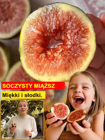 Przetrwają nawet polską zimę! Mrozoodporna odmiana figi, która owocuje przez cały rok ❄️💜Fioletowe klejnoty na wyciągnięcie ręki! Twoja domowa apteka i duma ogrodu w jednym 🇵🇱🍓Wyhoduj własne, soczyste owoce w ogrodzie 🌿🍯