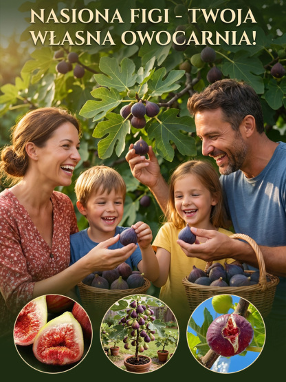 Przetrwają nawet polską zimę! Mrozoodporna odmiana figi, która owocuje przez cały rok ❄️💜Fioletowe klejnoty na wyciągnięcie ręki! Twoja domowa apteka i duma ogrodu w jednym 🇵🇱🍓Wyhoduj własne, soczyste owoce w ogrodzie 🌿🍯