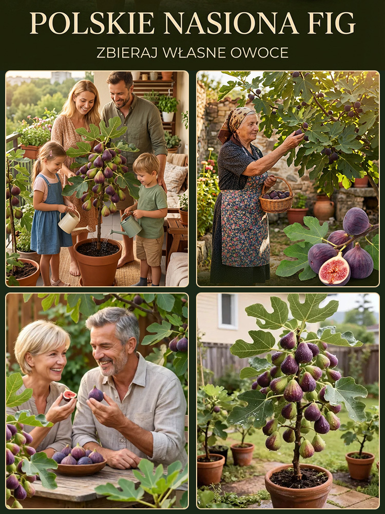 Przetrwają nawet polską zimę! Mrozoodporna odmiana figi, która owocuje przez cały rok ❄️💜Fioletowe klejnoty na wyciągnięcie ręki! Twoja domowa apteka i duma ogrodu w jednym 🇵🇱🍓Wyhoduj własne, soczyste owoce w ogrodzie 🌿🍯
