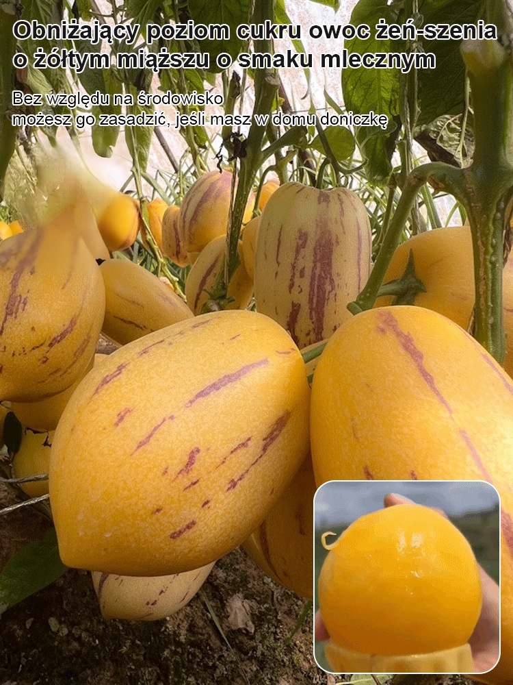 ⚠️Wyprzedaż! Kup 9, zapłać 50% mniej – następna okazja za rok!🥛 Pachnące mlekiem, żółte owoce – „ciasto z drzewa” na Twoim balkonie! 🌱 Siew wiosną, zbiory latem – owocuje cały rok! 💰 Kup 9, zapłać 50% mniej! Złote owoce dla każdego!