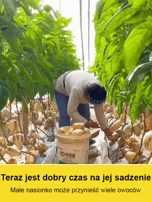 ⚠️Wyprzedaż! Kup 9, zapłać 50% mniej – następna okazja za rok!🥛 Pachnące mlekiem, żółte owoce – „ciasto z drzewa” na Twoim balkonie! 🌱 Siew wiosną, zbiory latem – owocuje cały rok! 💰 Kup 9, zapłać 50% mniej! Złote owoce dla każdego!