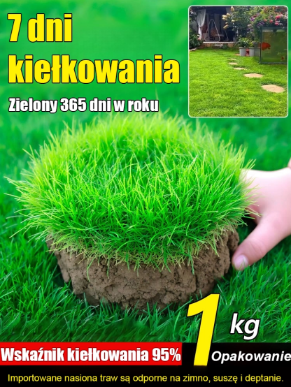 🔥【Sprzedaż przekroczyła 350 000+】🌱Kiełkuje w 7 dni, w miesiąc tworzy gęsty, zielony trawnik，❄️Odporny na zimno, zimozielony，Odstrasza owady i komary, oczyszcza powietrze!