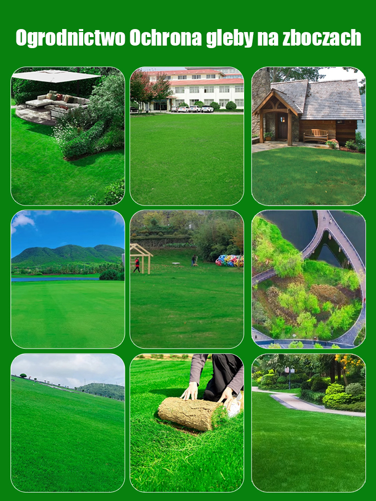 🔥【Sprzedaż przekroczyła 350 000+】🌱Kiełkuje w 7 dni, w miesiąc tworzy gęsty, zielony trawnik，❄️Odporny na zimno, zimozielony，Odstrasza owady i komary, oczyszcza powietrze!