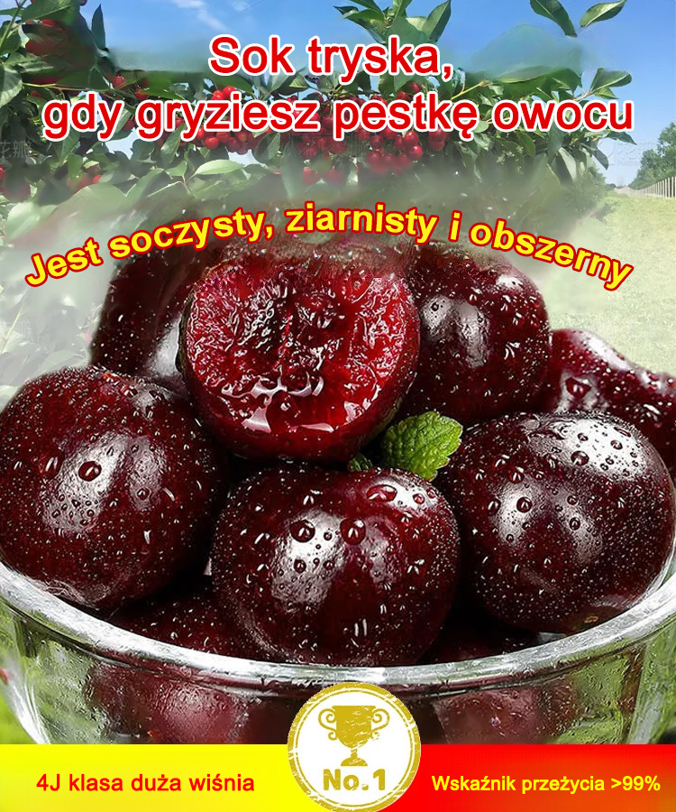 🍒【Wskaźnik kiełkowania 99%】Kiełkuje w ciągu 3 dni, owoce można spożywać po 1 miesiącu，✨Cienka skórka, delikatny miąższ, bogactwo witamin i naturalna słodycz