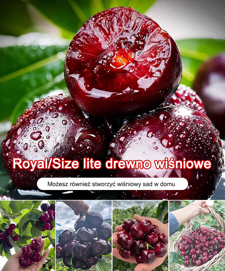 🍒【Wskaźnik kiełkowania 99%】Kiełkuje w ciągu 3 dni, owoce można spożywać po 1 miesiącu，✨Cienka skórka, delikatny miąższ, bogactwo witamin i naturalna słodycz