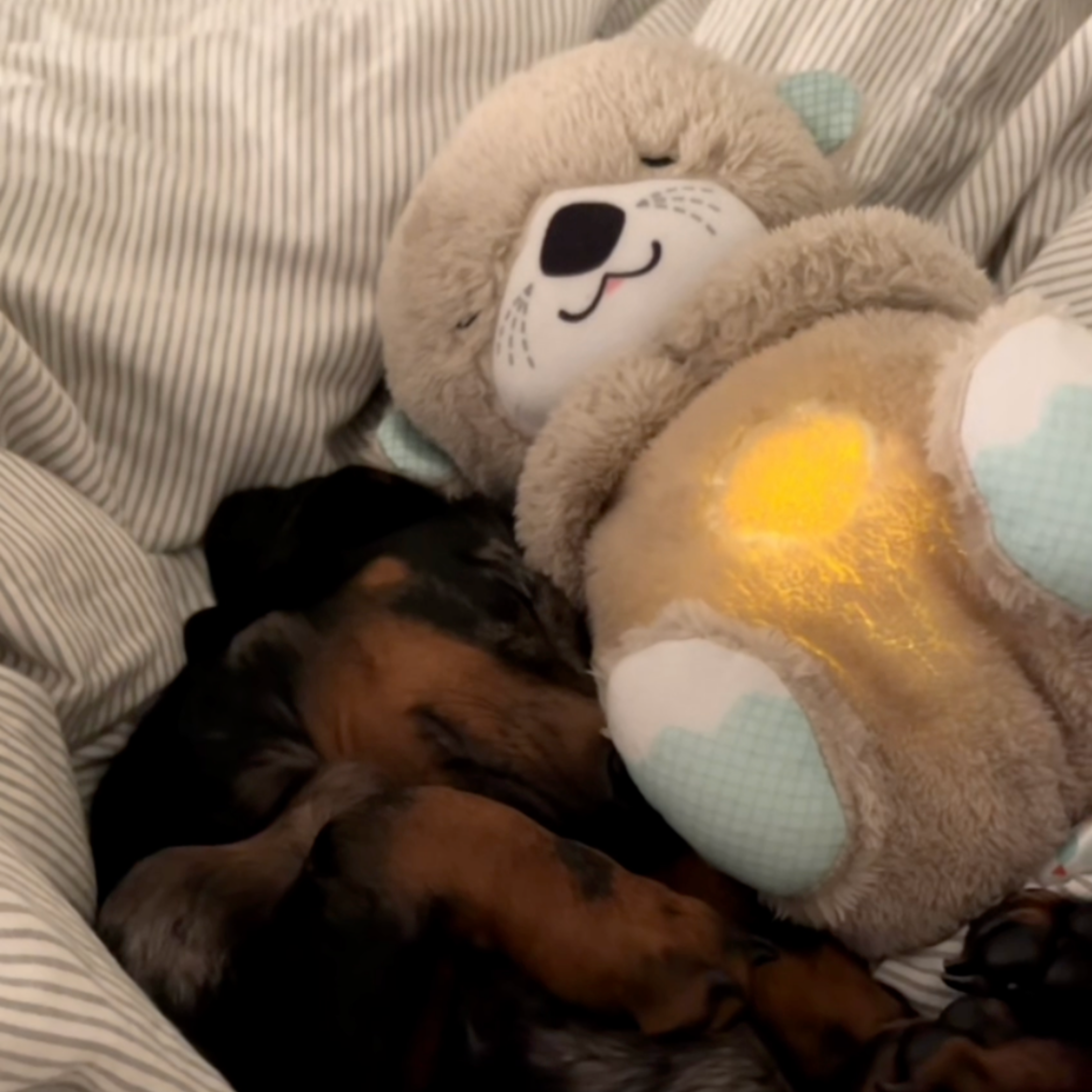 Chewie Calming Breathing Otter