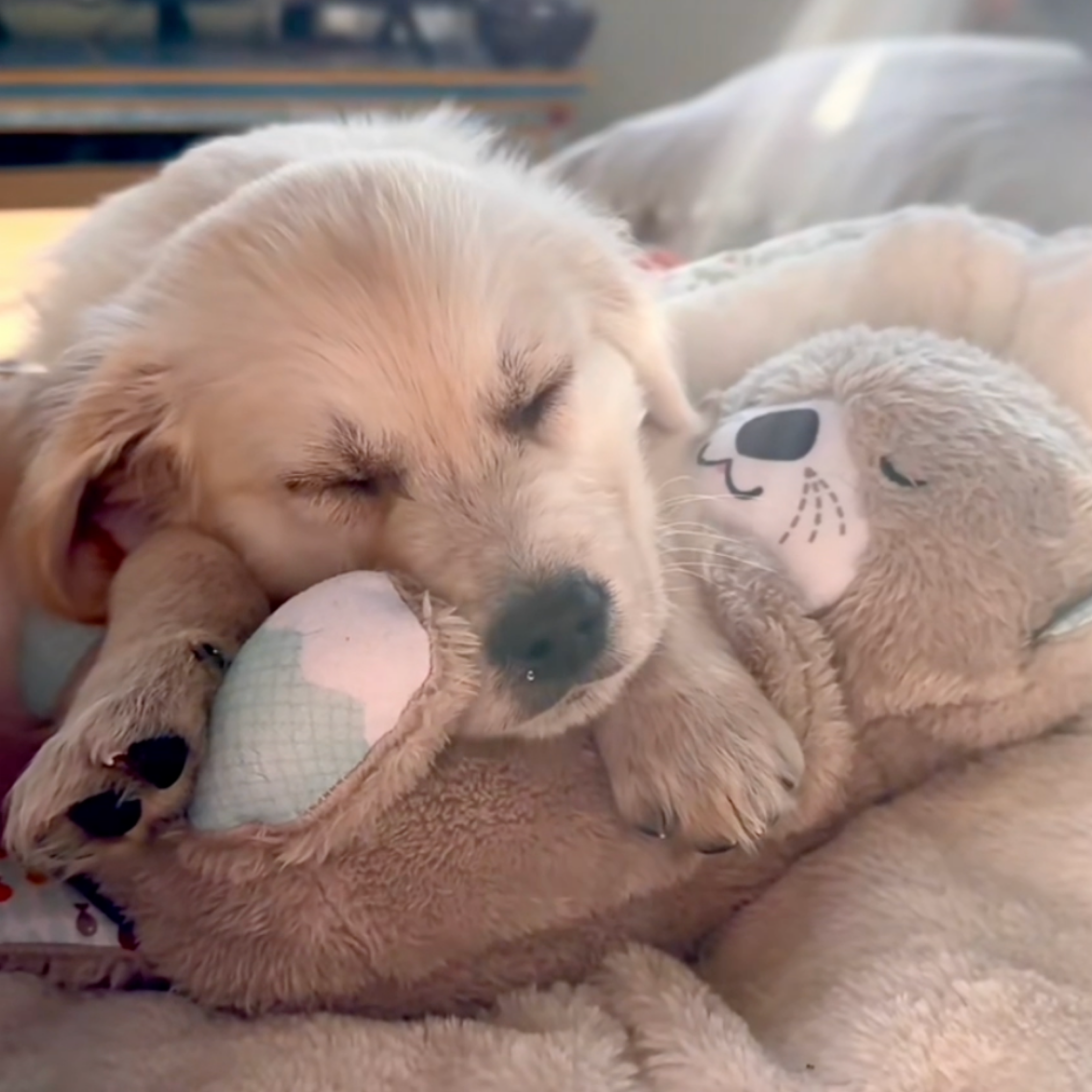 Chewie Calming Breathing Otter
