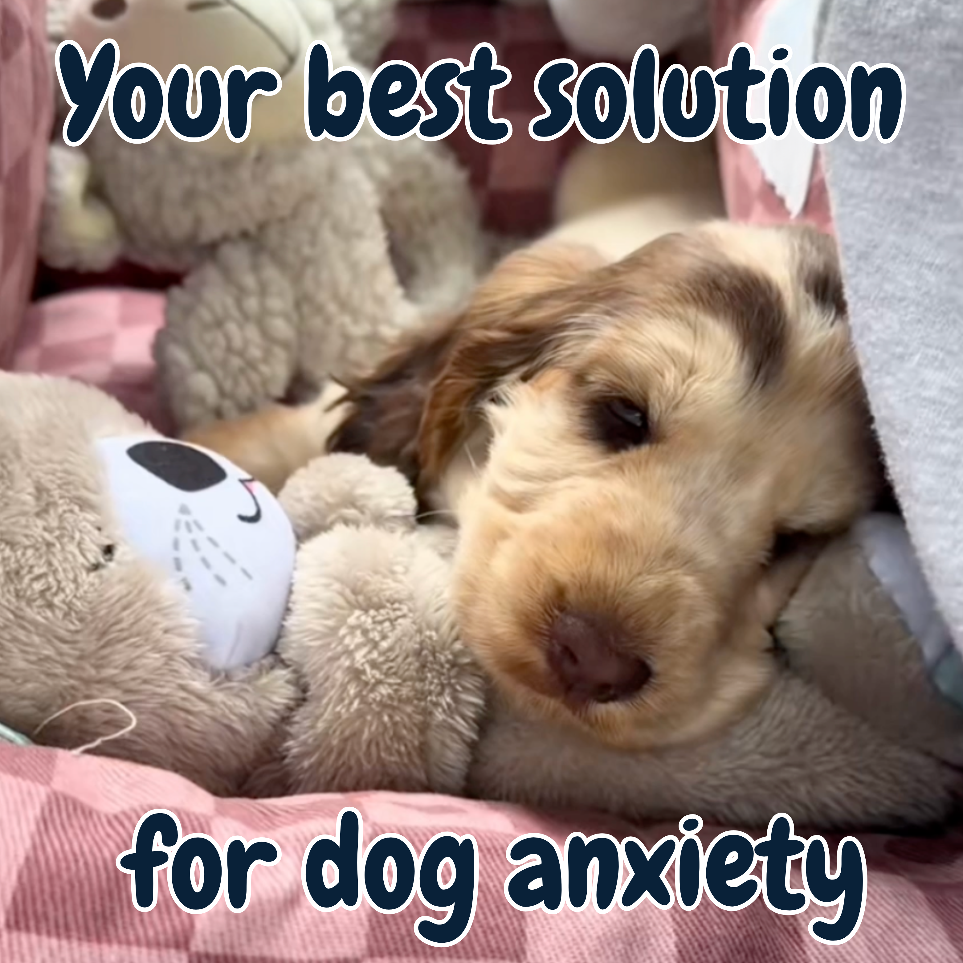 Chewie Calming Breathing Otter