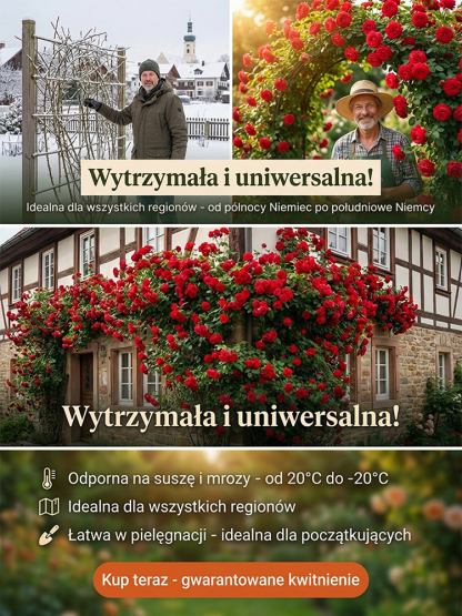 Nasiona róż pnących