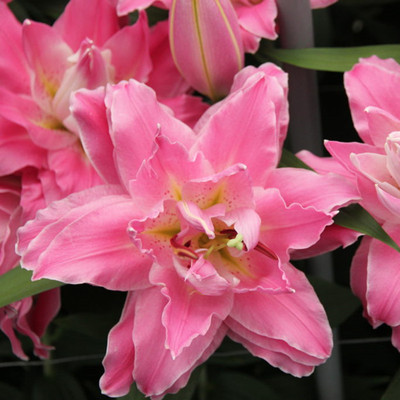 🌸Cebulki lilii plamistej o intensywnym zapachu do eleganckiego ogrodu| Intensywny Zapach i Zero Wysiłku  | Ogród Bez Stresu i Wieloletni Zachwyt| Niskie Wymagania, Maksymalny Efekt Wizualny (-50% OFF)🎁