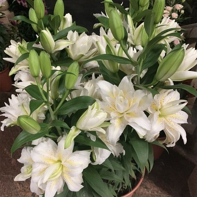 🌸Cebulki lilii plamistej o intensywnym zapachu do eleganckiego ogrodu| Intensywny Zapach i Zero Wysiłku  | Ogród Bez Stresu i Wieloletni Zachwyt| Niskie Wymagania, Maksymalny Efekt Wizualny (-50% OFF)🎁