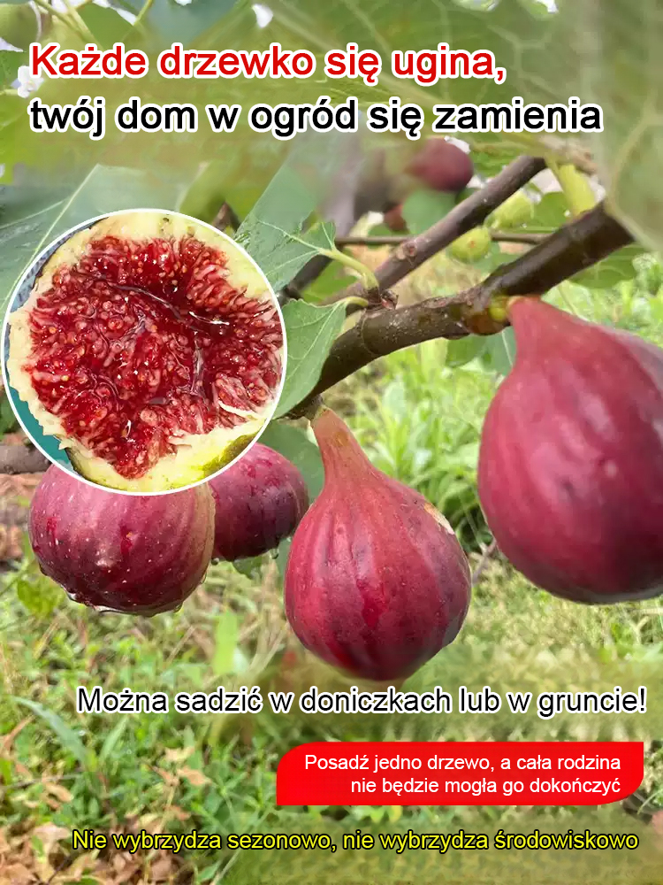 Codzienne świeże owoce na wyłączność: sadzonki fig z Grecji.
