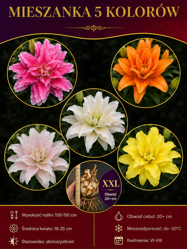 🌸Cebulki lilii plamistej o intensywnym zapachu do eleganckiego ogrodu| Intensywny Zapach i Zero Wysiłku  | Ogród Bez Stresu i Wieloletni Zachwyt| Niskie Wymagania, Maksymalny Efekt Wizualny (-50% OFF)🎁