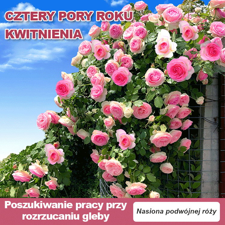 Nasiona róży wielokwiatowej kwitnącej przez cztery pory roku