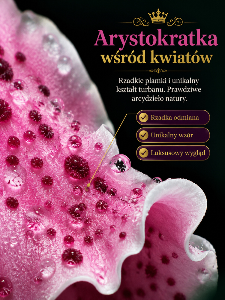 🌸Cebulki lilii plamistej o intensywnym zapachu do eleganckiego ogrodu| Intensywny Zapach i Zero Wysiłku  | Ogród Bez Stresu i Wieloletni Zachwyt| Niskie Wymagania, Maksymalny Efekt Wizualny (-50% OFF)🎁