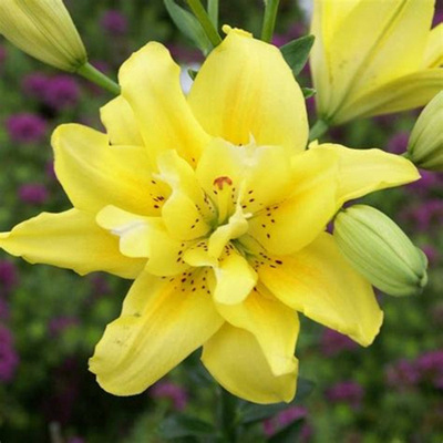 🌸Cebulki lilii plamistej o intensywnym zapachu do eleganckiego ogrodu| Intensywny Zapach i Zero Wysiłku  | Ogród Bez Stresu i Wieloletni Zachwyt| Niskie Wymagania, Maksymalny Efekt Wizualny (-50% OFF)🎁