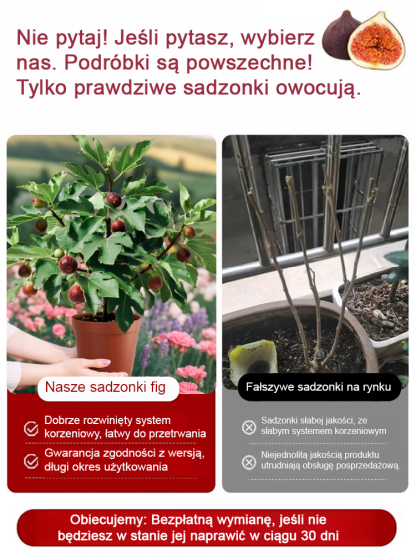 Codzienne świeże owoce na wyłączność: sadzonki fig z Grecji.