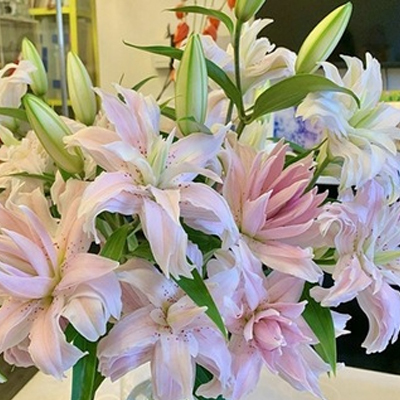🌸Cebulki lilii plamistej o intensywnym zapachu do eleganckiego ogrodu| Intensywny Zapach i Zero Wysiłku  | Ogród Bez Stresu i Wieloletni Zachwyt| Niskie Wymagania, Maksymalny Efekt Wizualny (-50% OFF)🎁