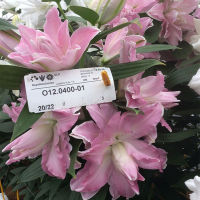 🌸Cebulki lilii plamistej o intensywnym zapachu do eleganckiego ogrodu| Intensywny Zapach i Zero Wysiłku  | Ogród Bez Stresu i Wieloletni Zachwyt| Niskie Wymagania, Maksymalny Efekt Wizualny (-50% OFF)🎁