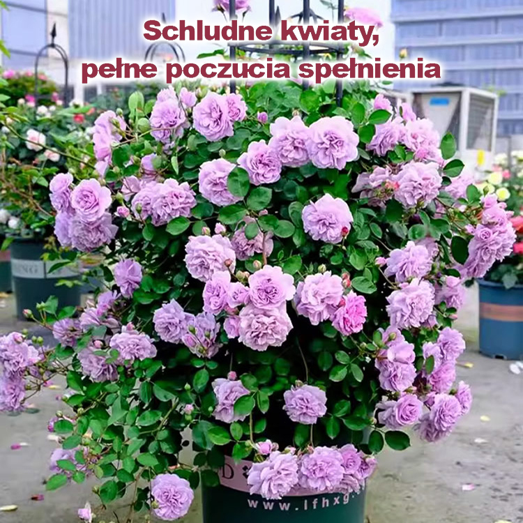 Nasiona róży wielokwiatowej kwitnącej przez cztery pory roku