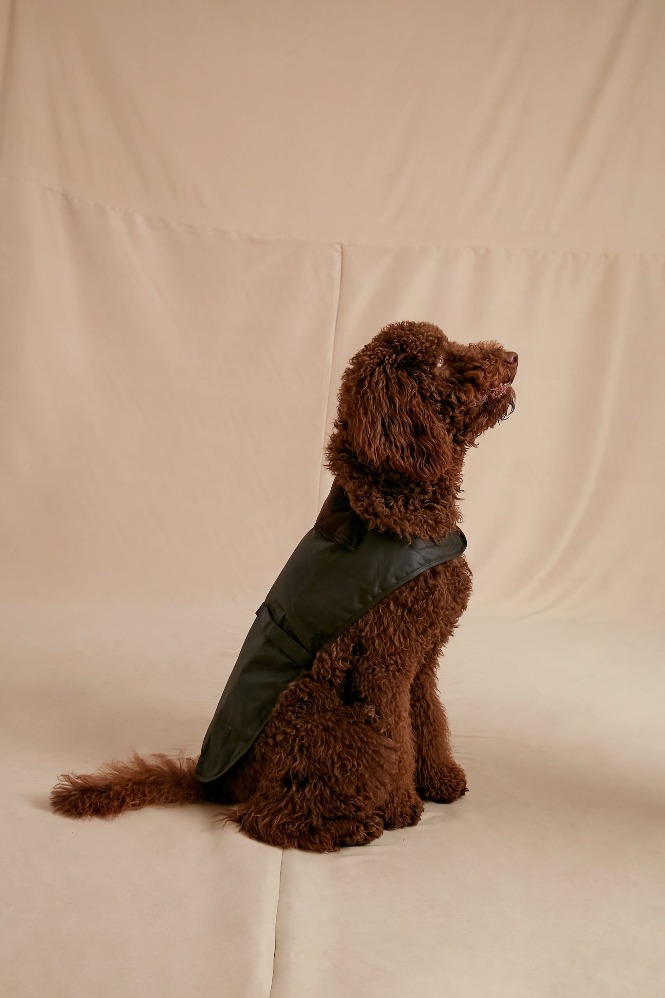 Olive Wax Dog Coat-Beilave