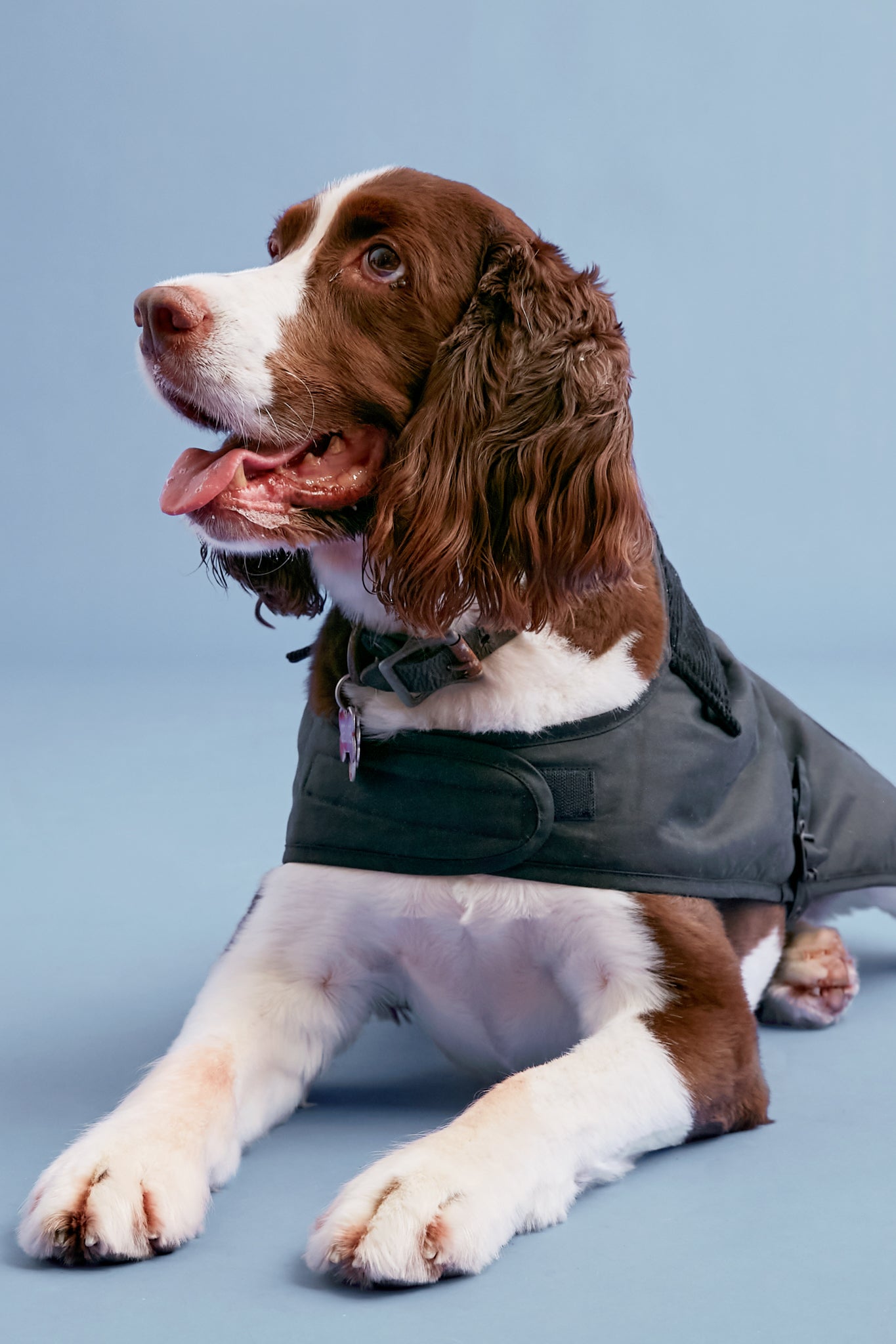 Navy Wax Dog Coat-Beilave