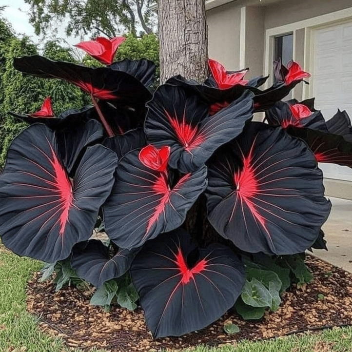 🌱 Exotic Rare Leaf Seeds 🏡 Transform Your Garden into a Masterpiece