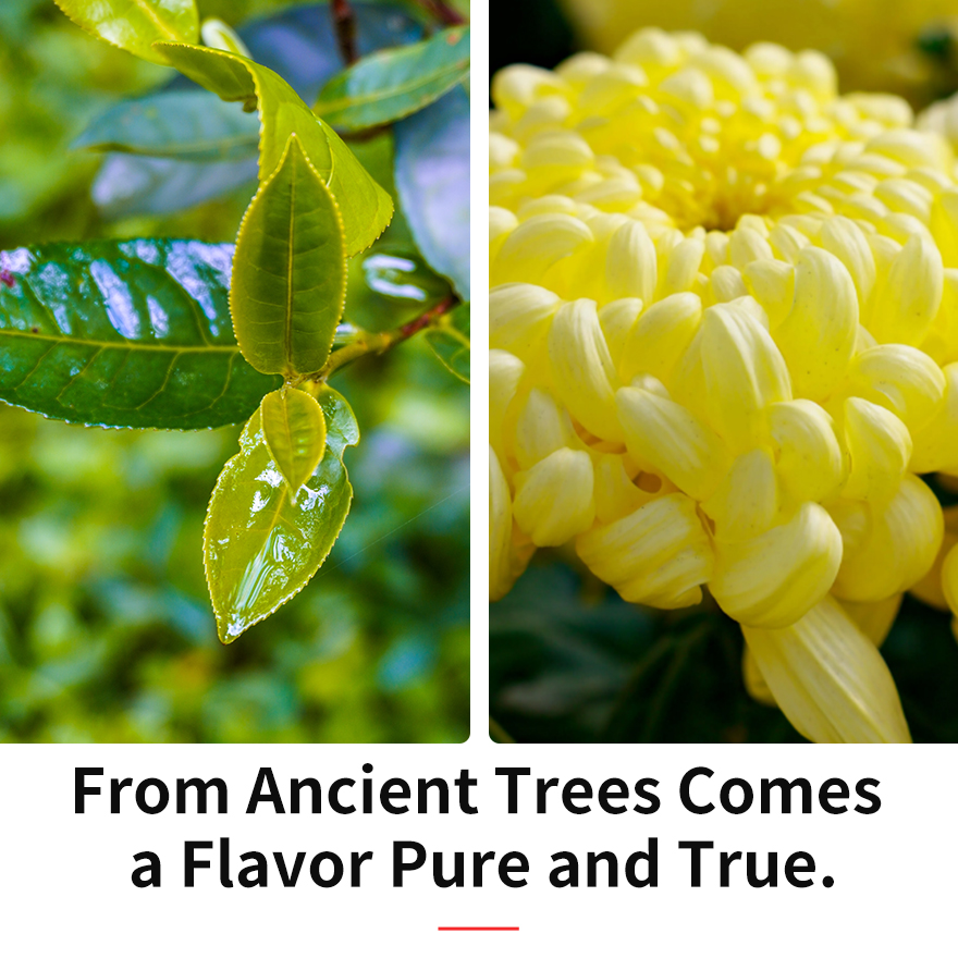 Chrysanthemum Ripe Pu-erh Tea