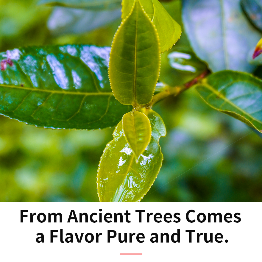 Sticky Rice Scented Pu-erh Tea (Loose Leaf)