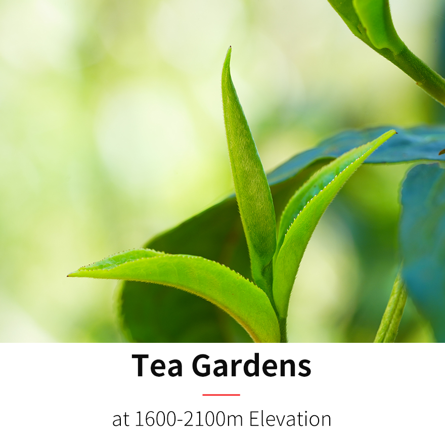 Floral Scented White Tea (Loose Leaf)