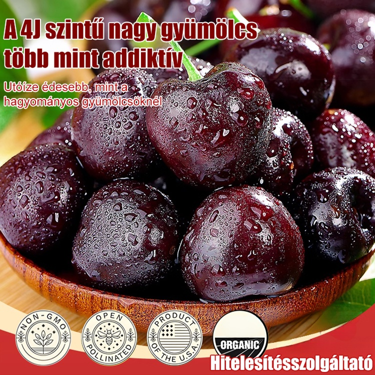 🍒Teljes mértékben importált chilei cseresznye magvak🍒Ültess egyszer – szüretelj évtizedekig! Most van itt a tökéletes alkalom. 