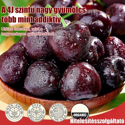 🍒Teljes mértékben importált chilei cseresznye magvak🍒Ültess egyszer – szüretelj évtizedekig! Most van itt a tökéletes alkalom. 
