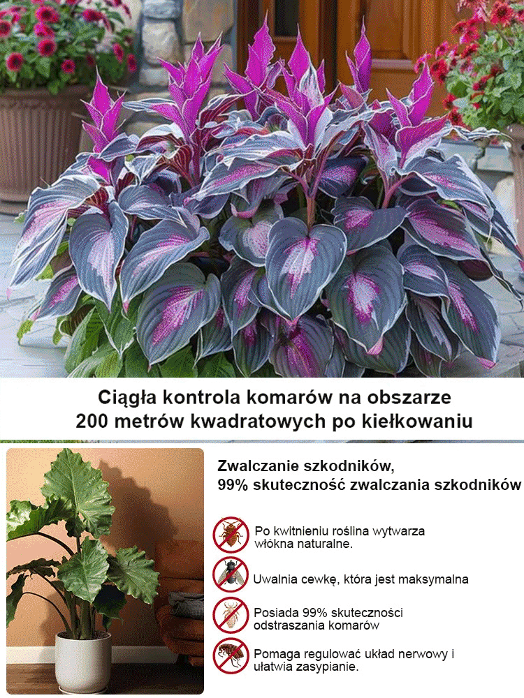 🌿【Hosta „Tęcza Boga”】 TYLKO DLA POLSKI!✨Nasiona z kosmiczną technologią ❄️Przeżyją nawet polskie mrozy，Idealne na balkony i do ogrodów