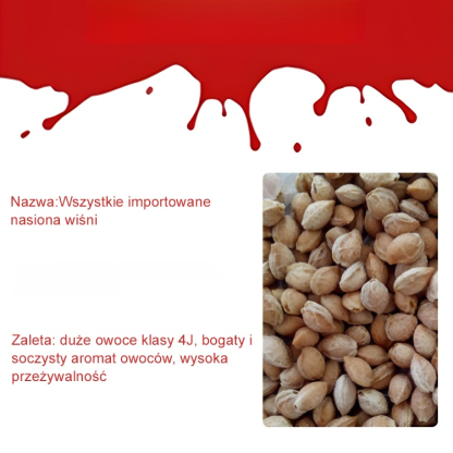 🍒Ogromne, słodkie owoce，czereśnie pełne antocyjanów, zdrowe i pyszne.Sadzisz raz – zbierasz przez dziesiątki lat!