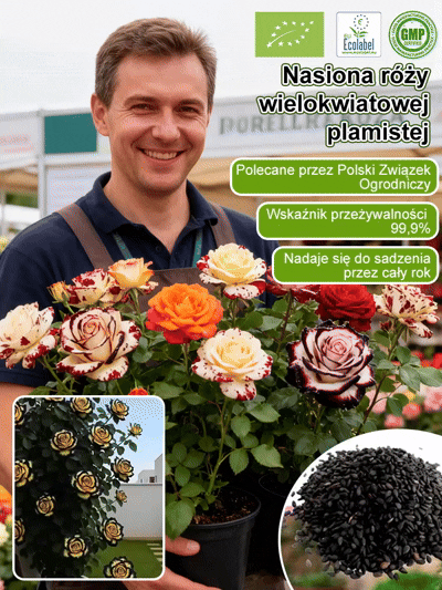 ✨Róże technologii kosmicznej, kwitną przez cały rok, łatwe w uprawie, zapach na cały świat!