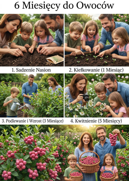 ✨[Piękne i pyszne] Posadź je w tym samym miesiącu i ciesz się słodkimi i soczystymi jagodami!🏡